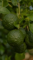 Ulei esential clarity Bergamot