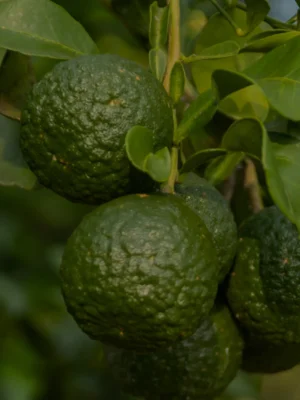 lemons